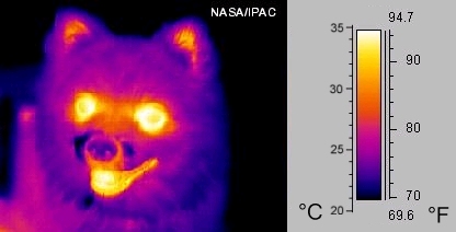 A thermal image of a dog