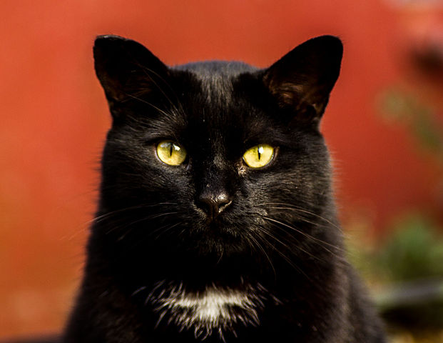 A black cat